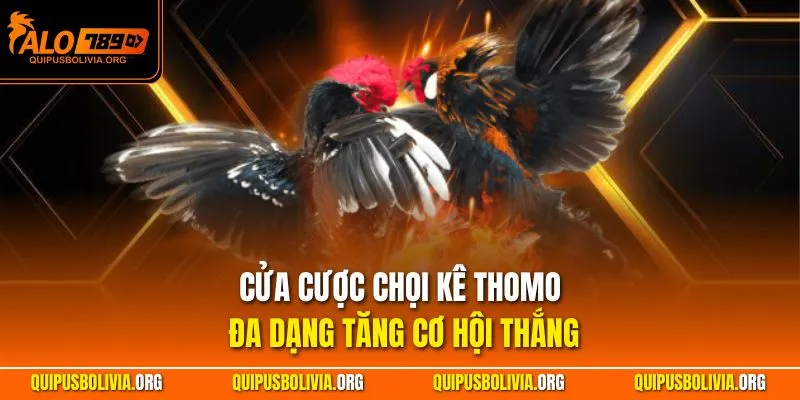Cửa cược chọi kê Thomo đa dạng tăng cơ hội thắng