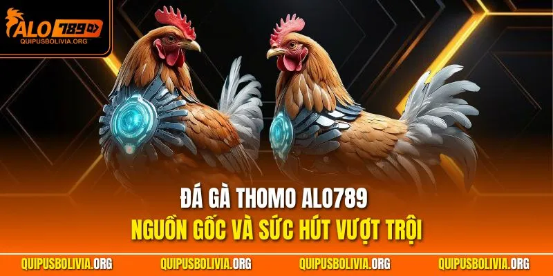 Đá gà Thomo ALO789 - Nguồn gốc và sức hút vượt trội
