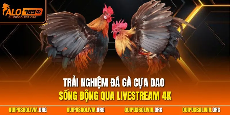 Trải nghiệm đá gà cựa dao sống động qua livestream 4K